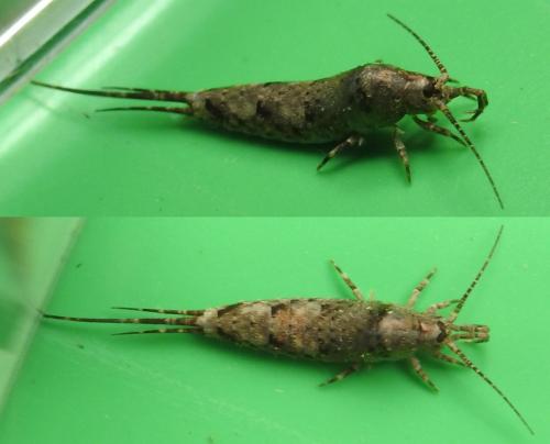 Réf. 265 204 : Trigoniophthalmus alternatus